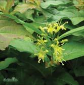 Kopparfärgat utspring. Diervilla x splendens DIVA (El Madrigal*) hybridgetris Zon 1-4 Höjd 1 m. Har ett härligt mörkrött bladverk där blommorna kontrasterar fint med sin ljusgula nyans.