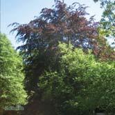 FAGUS - FARGESIA TRÄD OCH BUSKAR - - - 'Riversii' blodbok Zon 1-4. Höjd 15-20 m, bredd 10-15 m. Snabbväxande träd vars blad är mörkt brunröda hela säsongen.