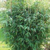 Hst 4x 18-20 K Hst 4x 20-25 K FARGESIA - murielae Tålig bambu som trivs i mull- och näringsrik jord med god tillgång till fukt.