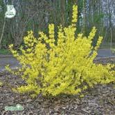 TRÄD OCH BUSKAR FORSYTHIA - FOTHERGILLA FORSYTHIA Redan i mars börjar tidiga sorter av forsythia blomma om de står i gynnsamma lägen.