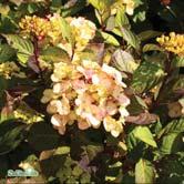 TRÄD OCH BUSKAR HYDRANGEA - ILEX - - 'Preziosa' purpurhortensia Zon 1-3. Höjd 1-1,5 m, bredd 1-1,5 m. c/c 0,75 m. Rosaröda, välfyllda, halvklotformade blomställningar, 10-15 cm stora.