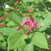 TRÄD OCH BUSKAR LONICERA - LYCIUM - tatarica 'Arnold Red' rosentry Zon 1-6. Höjd 2-3 m, bredd 2-3 m.