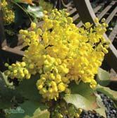 MAHONIA - MALUS TRÄD OCH BUSKAR MAHONIA - aquifolium Städsegröna buskar med glänsande mörkgröna blad som ofta får purpurröda inslag under höst och vinter.