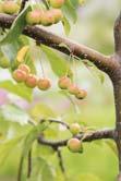 Bladen är gröna och blommorna ljusrosa. De små röda frukterna sitter kvar långt in på hösten. Busk C Sh 90-110 C Hst 8-10 K - GRACIL E ('Ep Malgr') prydnadsapel Zon 1-4.