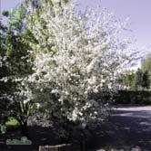 Höjd 6-9 m, bredd 5-7 m. Stor buske eller litet träd. Vita-svagt rosa blommor. Ljusa frukter med rodnad. Anspråkslös.