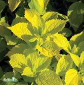 Mörkgrönt bladverk som får lysande gul höstfärg. Utvecklas bäst i något skyddat, soligt läge och i fuktighetshållande, väldränerad jord.