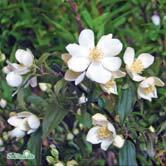 TRÄD OCH BUSKAR PHILADELPHUS - PHYSOCARPUS - lewisii 'Waterton' norrlandsschersmin Zon 1-7. Höjd 2-3 m, bredd 2-3 m.