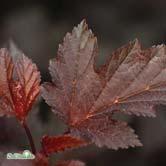 TRÄD OCH BUSKAR PHYSOCARPUS - PLATANUS - - SUMMERWINE ('Seward'*) smällspirea Zon 1-5. Höjd ca 1,5 m, bredd ca 1,5 m. Kompakt växtsätt. Intensivt färgade, mörkröda, djupt flikade blad.