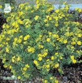 Blommar rikligt från juni-okt. Friskare och härdigare än P. f. 'Abbotswood'. Busk C2 - - 'Daydawn' tok Zon 1-4. Höjd ca 1 m, bredd ca 1 m. c/c 0,75-1 m. Laxrosa blommor.