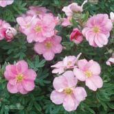 POTENTILLA TRÄD OCH BUSKAR - - 'Pink Beauty'* tok Zon 1-3.