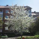 Barken är glänsande orangebrunmörkbrun. Bladen är grovt och oregelbundet sågade. De enkla, vita blommorna slår ut i början till mitten av maj.