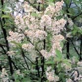 PRUNUS TRÄD OCH BUSKAR - - ssp. borealis 'Laila' E nordhägg Zon 1-7. Höjd 8-12 m, bredd 5-7 m. Rikblommande hägg med ursprung i Tornedalen.