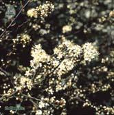 PRUNUS TRÄD OCH BUSKAR - serrula glanskörsbär Zon 1-4. Höjd 5-7(-9) m, bredd 5-7 m. Glanskörsbäret är ett mindre träd med naturlig tendens att vara flerstammigt, men även uppstammade träd används.