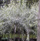 TRÄD OCH BUSKAR PYRUS - QUERCUS PYRUS - salicifolia 'Pendula' silverpäron Zon 1-4. Höjd 4-6 m, bredd 4-6 m. Silverpäronet utvecklas till ett mindre träd. Kronan är rundad med hängande grenar.