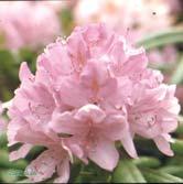 30-40 C 40-50 C 50-60 C 60-70 C 70-80 C 80-90 C 90-100 K 100-120 K - - 'English Roseum' parkrododendron Zon 1-4.