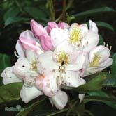 Blommar i maj-juni. 30-40 C 40-50 C 50-60 C 60-70 C 70-80 C - - 'Gomer Waterer' parkrododendron Zon 1-3.