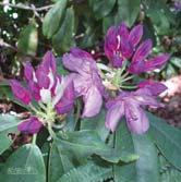 Ljust rosalila blommor med mörkt rödlila fläckar och mörkgrönt glänsande bladverk. Blommar i maj-juni.