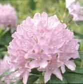 30-40 C 40-50 C 50-60 C 60-70 C 70-80 C - - 'Roseum Elegans' parkrododendron Zon 1-4.