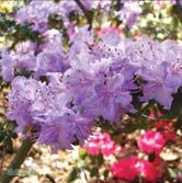 RHODODENDRON TRÄD OCH BUSKAR Lågväxande rododendron I huvudsak städsegröna arter och sorter med lågt, tätt