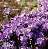 - ferrugineum rostalpros Zon 1-6. Höjd 1 m, bredd 1-1,5 m. Mörkt purpurrosa blommor. Blommar i juni.