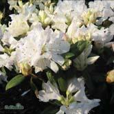 Ljusblå blommor. Blommar i maj. Mörkgröna blad. 20-25 C 25-30 C 30-40 C - - 'Ramapo' lapponicum-alpros Zon 1-4.