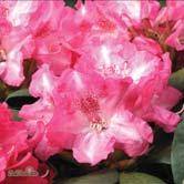 TRÄD OCH BUSKAR RHODODENDRON Yakushimanum-Gruppen Korsningar mellan storblommiga hybrider och den japanska härdiga och rikblommande arten