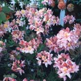 Trädgårdsazaleor finns i ett brett register av lysande, klara blomfärger. Blommar intensivt i ca tre veckor i maj-juni.