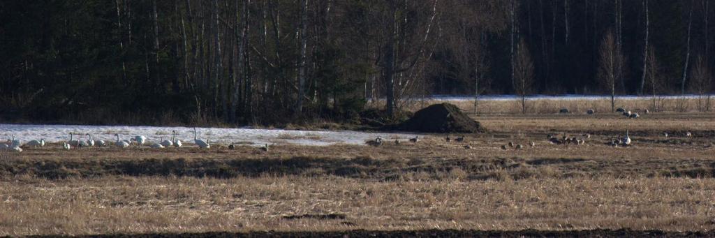 Sädgäss och sångsvanar söker gärna föda på de fuktigare