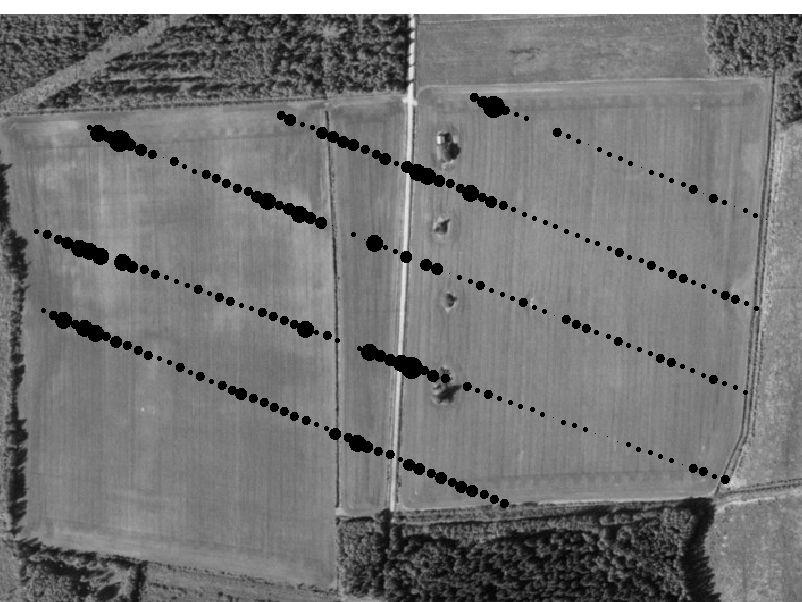 35 Figur 14. Flygbild över Skäret med resultatet från spillningsinventeringen inlagt. Provpunkterna ligger med tio meters mellanrum längs linjerna.