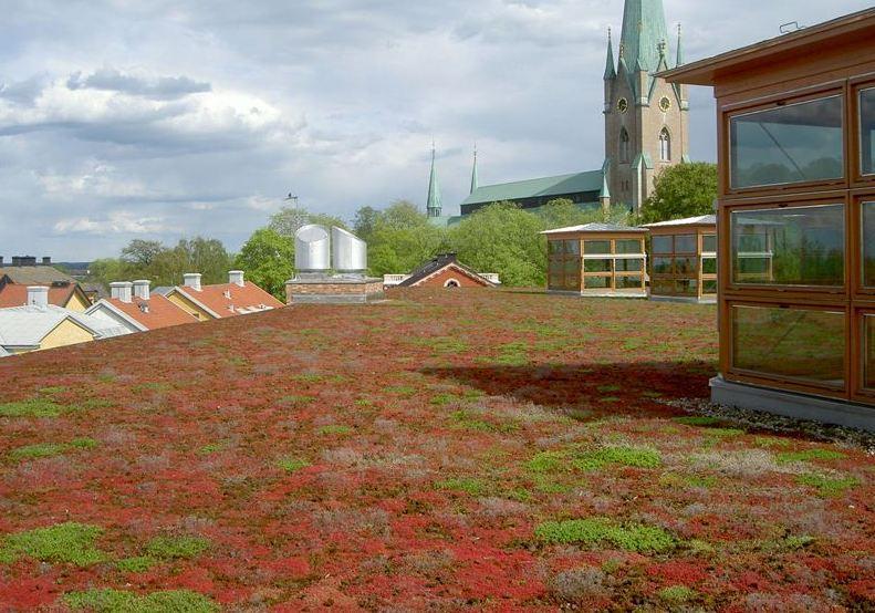 Takvegetation med blandade sedum och mossarter behåller dessutom till skillnad från stadsträd sin bladmassa året om.