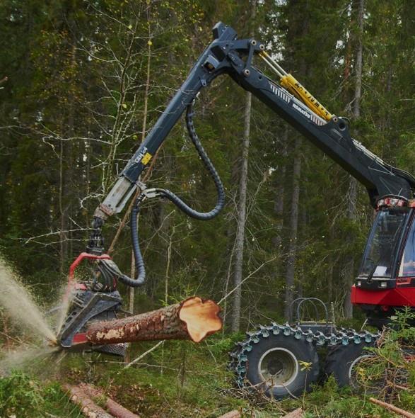 Skogen vår