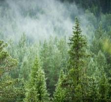 SCAs förändringsresa 2017 split Skog och