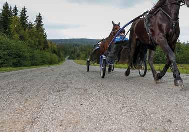 Tuscany Dream e Victory Dream Jin Jo Å 0/- /0,0g cc 0' Uppf: Jondahl Bo, Danmark Unt Pe Aa /- 00,a - Äg: Totorama HB, Laholm Unt Jo Hd /- /0 d 0ag cc 0' Grön, röda sömmar; grön Unt Pe Kr /-0 /0 0,a