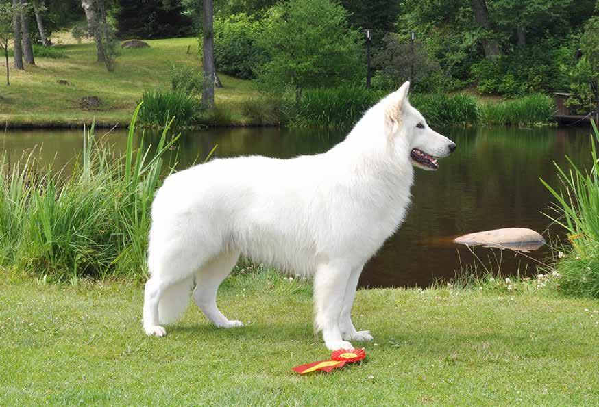 Frostflake s Kasmir vår vita prins! Att välja hundras är inte lätt! Text & foto: Jenny Olsson Vår andra hund Zack, (blandras Schäfer/Golden) smiter oavsett om där är något att jaga eller inte.