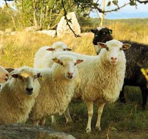 GRIS, LAMM & GÅRDSBUTIK PORK, LAMB & FARM SHOP 6 Fåren ger oss kött, vackra lammfällar, garn och härliga ullprodukter.
