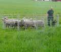 All produktion på gården är ekologisk KRAV. Försäljning av lammskinn, garn, trälådor till äpplen m.m. Farm with Leichester and Gotland sheep. Apple cider.