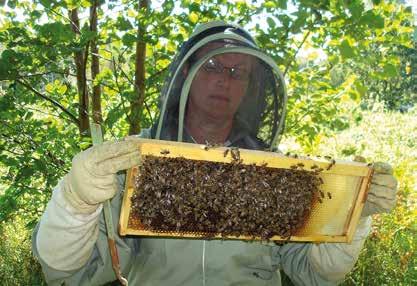 49 HONUNG HONEY Våra bin ger honung. Honungen säljs nyslungad, fast eller smaksatt. Vi har numera även ungerskt bipollen som vi säljer i lösvikt eller burk, både i vår butik och via vår hemsida.