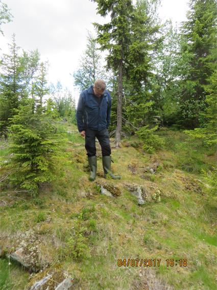 18 Figur 5. Kenneth Andersson studerar en granplanta som är ca 11 år.