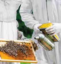 kongressanläggningen mitt i Malmö. Beecome startades av EPBA (European Professional Beekeepers) för 4 år sen i Frankrike. Sedan dess har den huserat i Belgien och Tyskland med 3 000 till 5.