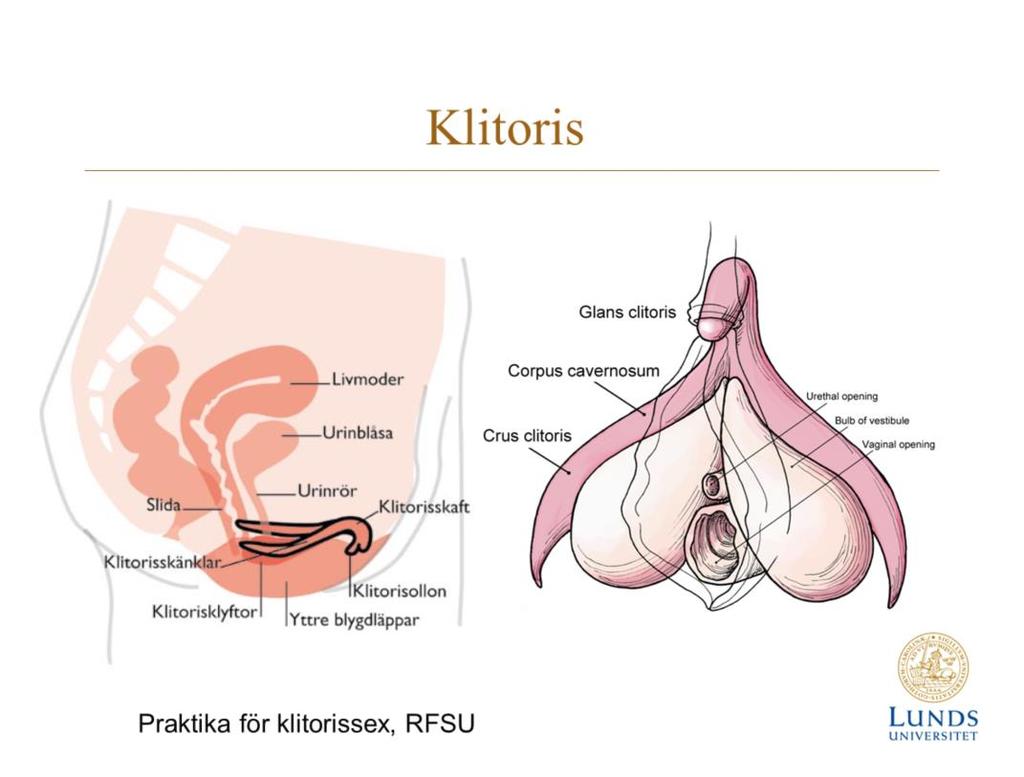 Klitoris olika delar Klitoris räknas som en del av de yttre könsdelarna, vulva, hos kvinnan. Klitoris är en särskilt nerv- och kärlrik svällkropp som består av olika delar.