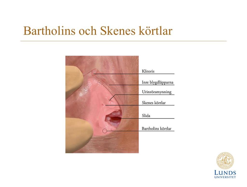 Bartholins körtlar (anatomiskt benämnda glandula vestibularis major) är två ärtstora körtlar belägna i den bakre delen av kvinnans yttre blygdläppar, nära mellangården.