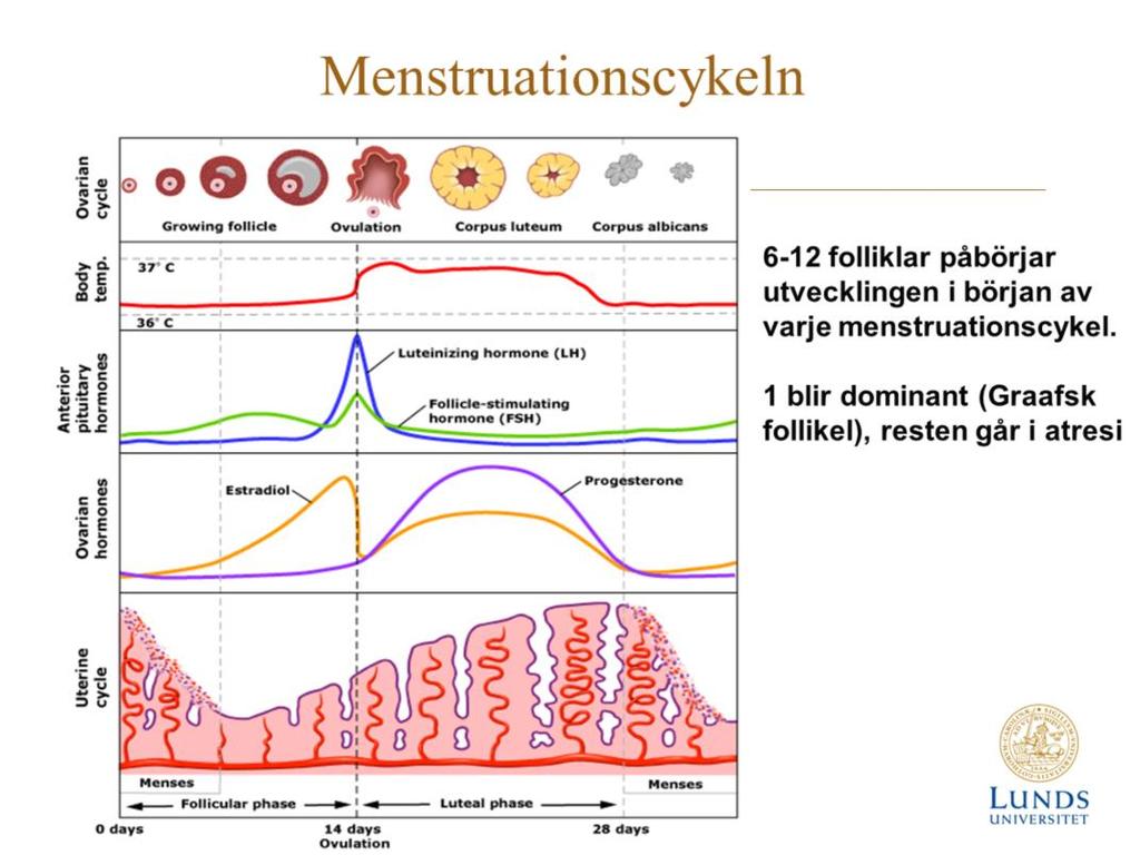 Hormonerna har olika målorgan-