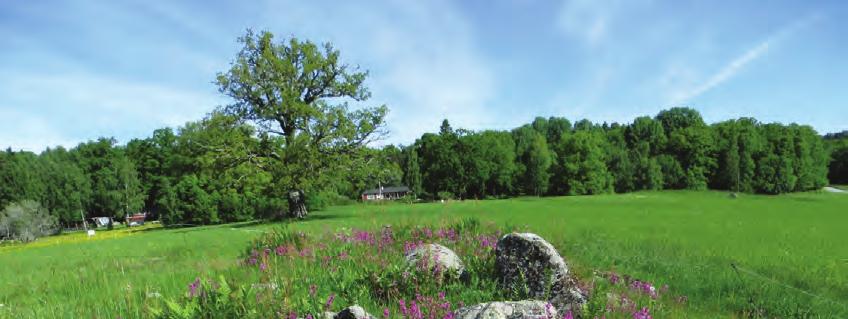 Stiftelsen Kulturmiljövård