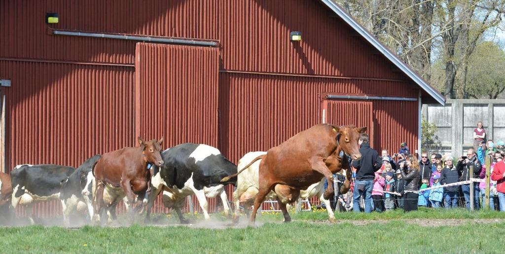 2017-05-05 1 Nyttan med kosläpp Kosläpp med ystra kor och ungdjur har påbörjats i södra och mellersta Sverige. Antalet besökare och intresset ökar från år till år.