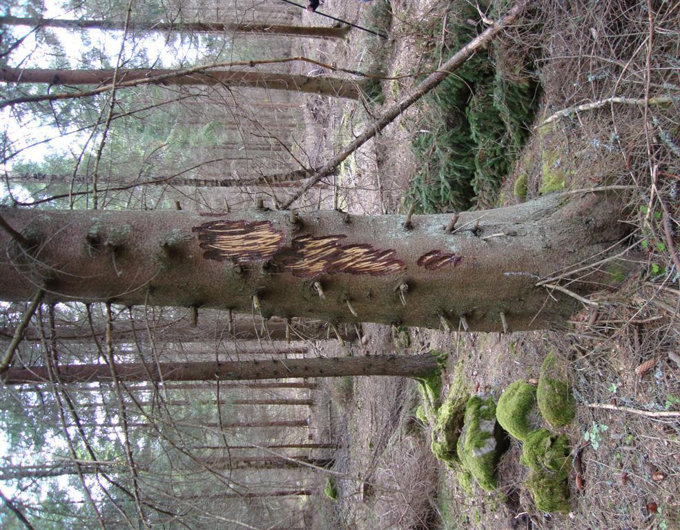 stammar är naturligtvis helt förlorade När det gäller gran infekteras barkskadade träd av rötsvampar vilket innebär att stammen några få år efter gnaget är rötangripen.