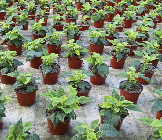 Bekämpningsmedel i växthus och plantskolor 2016 Tillsynsprojekt om hantering av växtskyddsmedel och integrerat växtskydd i växthus och plantskolor