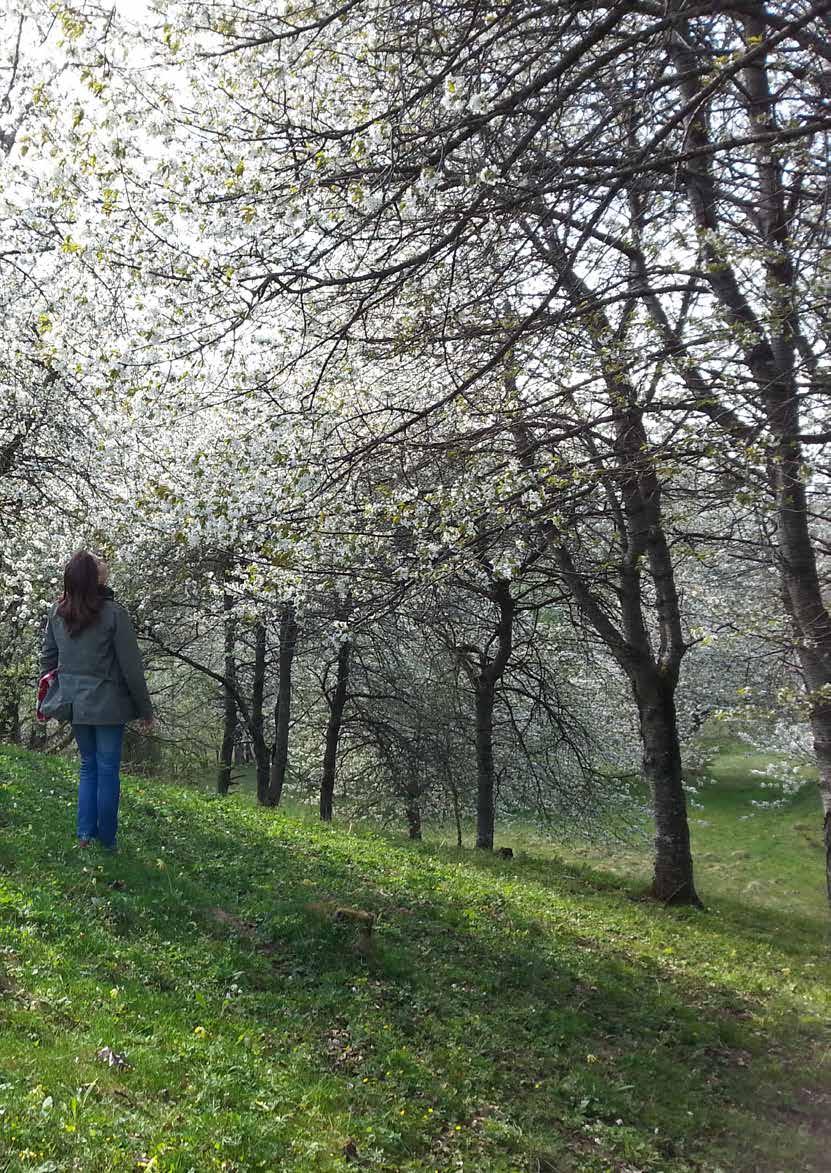 TIPS! Vandra i körsbärsblom, ha picknick i Valle, klättra i Jättadalen Grönskande