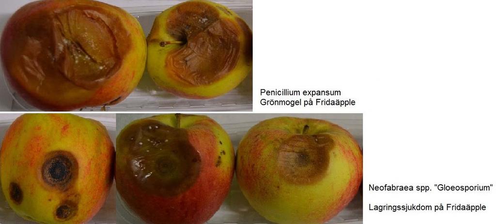 Detta problem försvann nästan helt när äpplen lagrades vid (3ºC). Bild 1. Mjukskalbränna på Fridaäpplen under olika lagringsperioder (foto. I. Tahir).