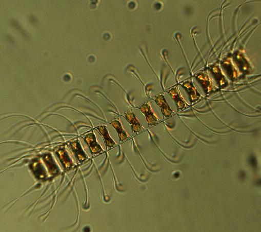 The potentially toxic and, in Swedish waters, quite rare dinoflagellate Dinophysis tripos was quite numerous though.