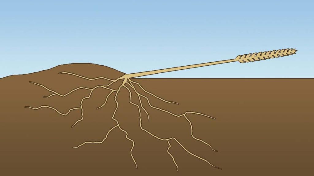 Root Lodging Plantor viker sig vid markytan efter mycket regn: Ax och blad blir tunga samtidigt som vattenmättad jord inte längre kan fungera som